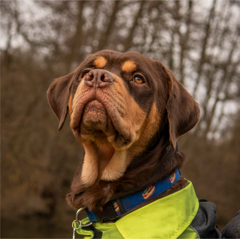 Barnie the dog looking up majestically.