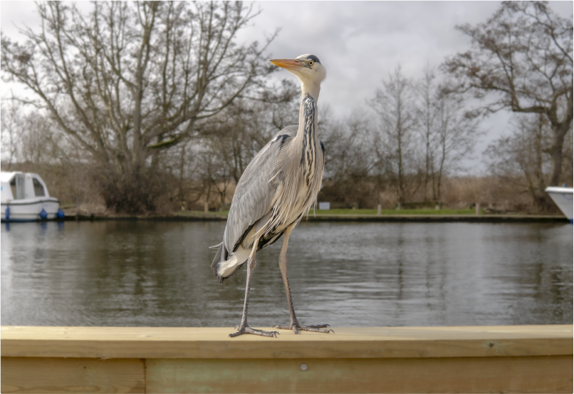 A heron standing on a wooden deck in front of a river.