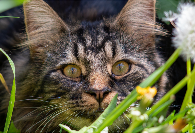 Tobias the cat looking at a Dandelion as it's seeds blow in the wind.