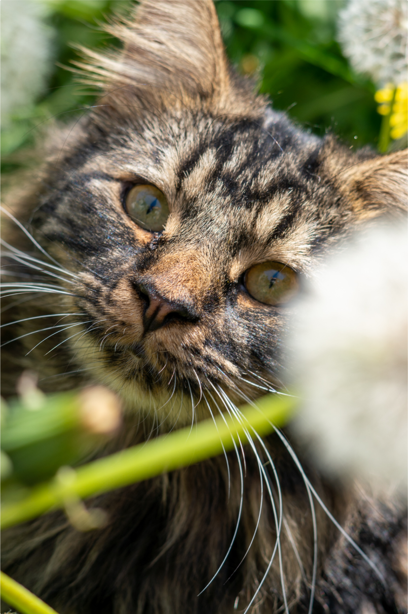 Tobias the cat looking up with a dandelion in the fore-ground.