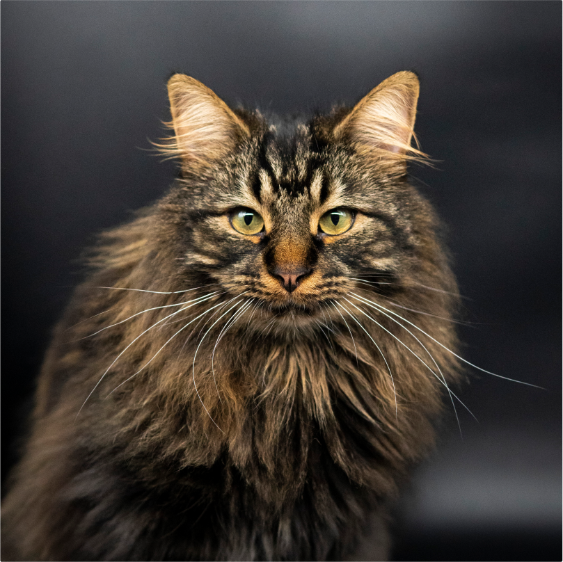 Tobias the cat sitting in a light box with a dark background.