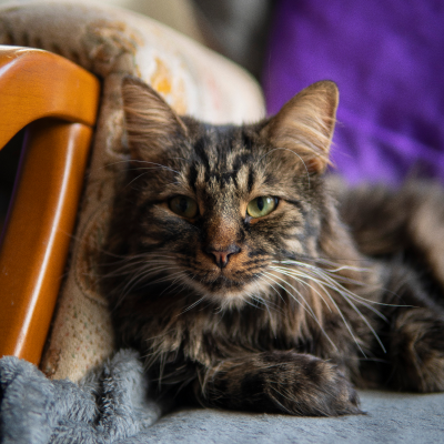 Tobias the cat sitting on a rocking chair.