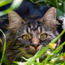 Tobias the cat about to pounce at you through the grass.