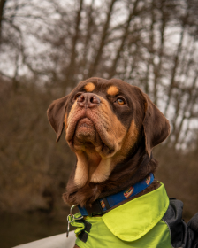 Barnine the dog sitting majestically on a boat, ready for his portrait.