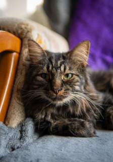 Tobias the cat sitting in a rocking chair.